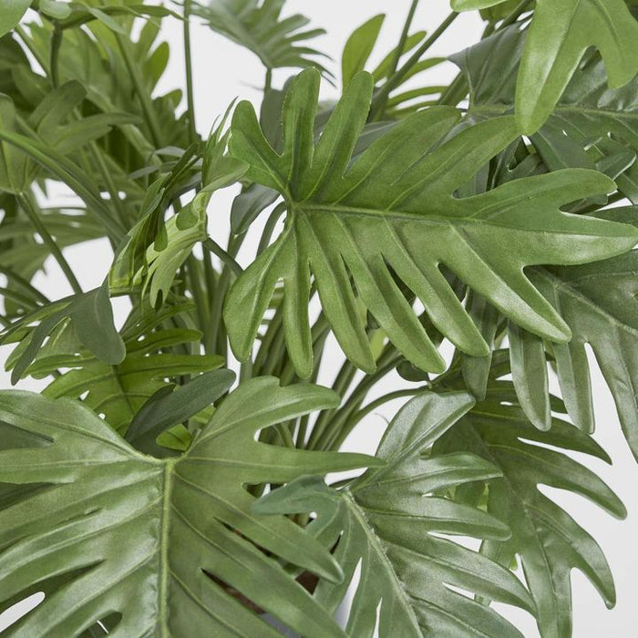 Split Philo Potted Bush 75cm