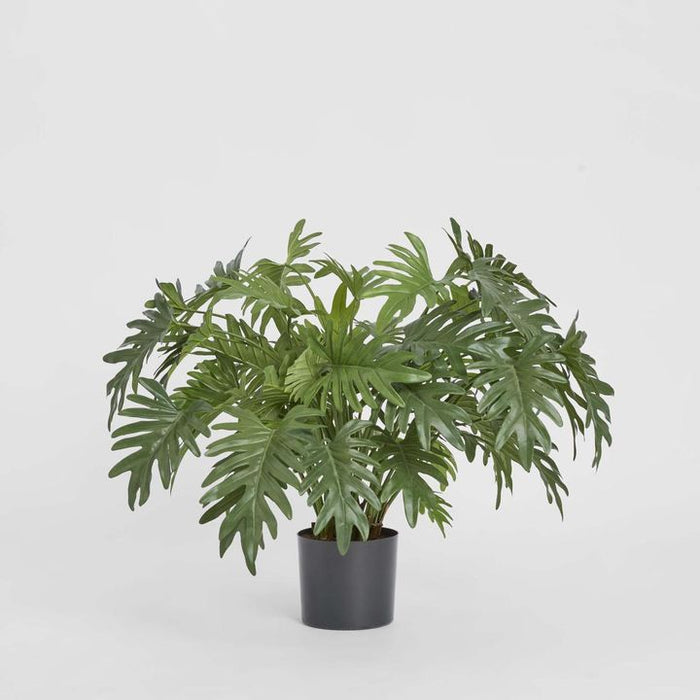 Split Philo Potted Bush 75cm