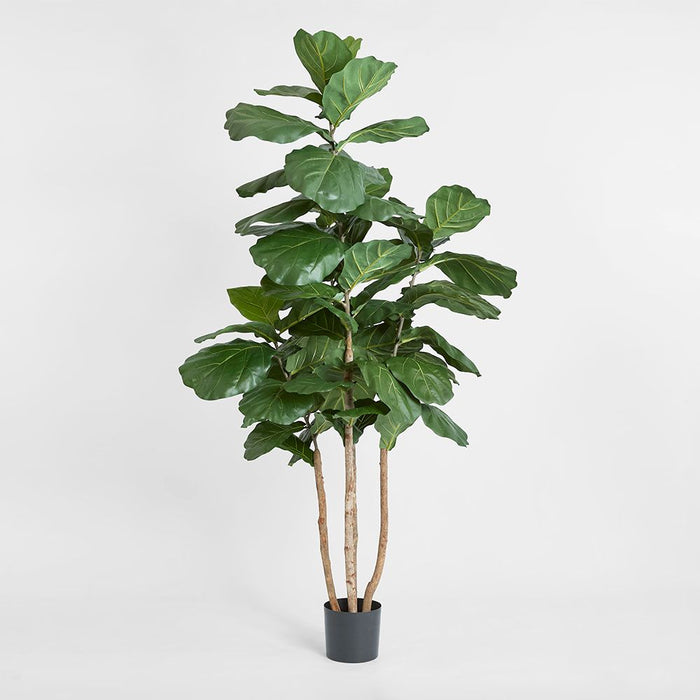 Fiddle Leaf Tree 190cm