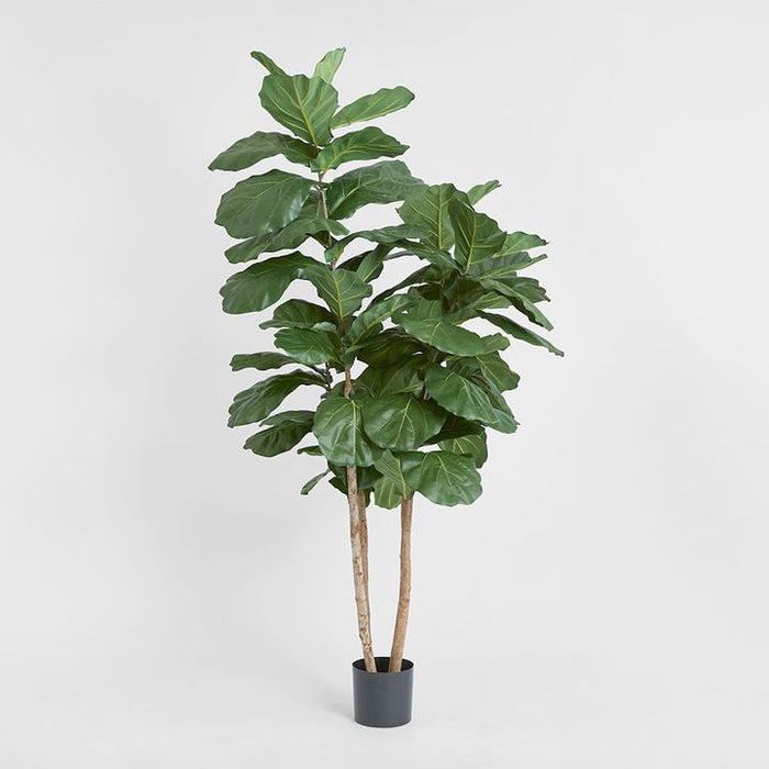 Fiddle Leaf Tree 190cm