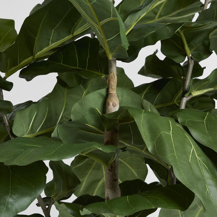 Fiddle Leaf Tree 190cm