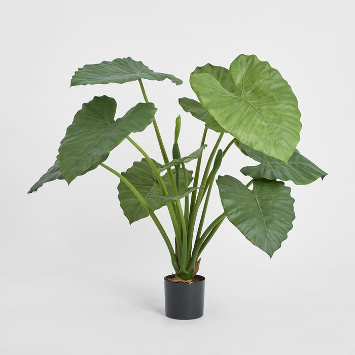 Alocasia Calidora Potted 80cm