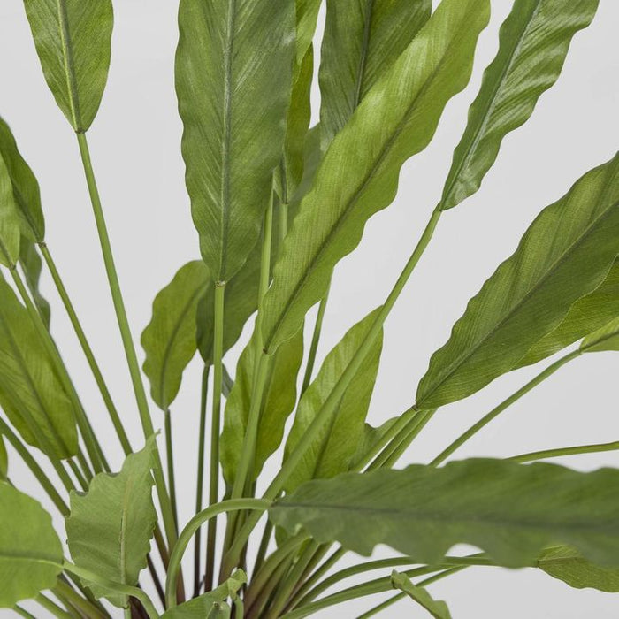 Calathea Potted Bush 82cm