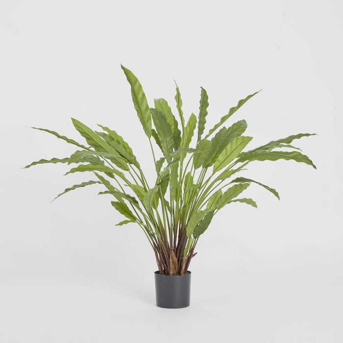 Calathea Potted Bush 82cm