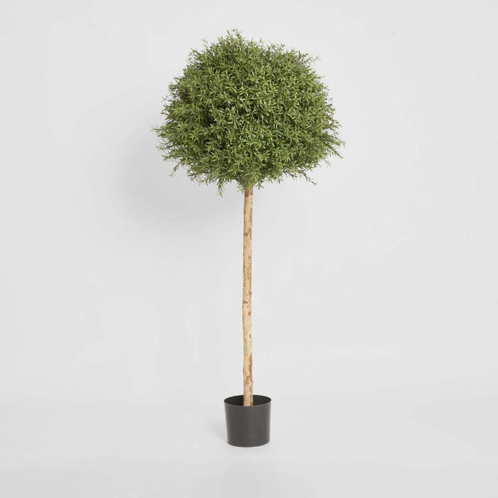 Rosemary Ball Topiary Tree 145cm