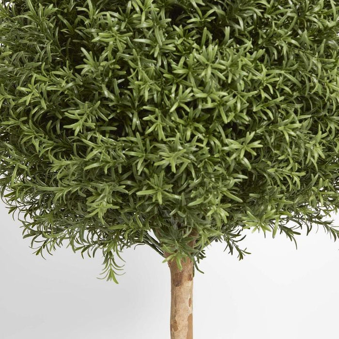 Rosemary Ball Topiary Tree 145cm