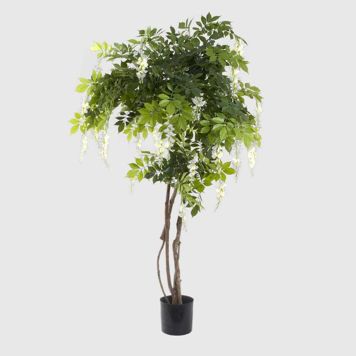 Wisteria Tree White 190cm