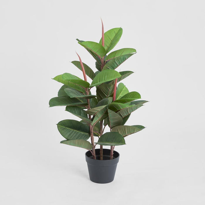 Rubber Tree in Pot 80cm