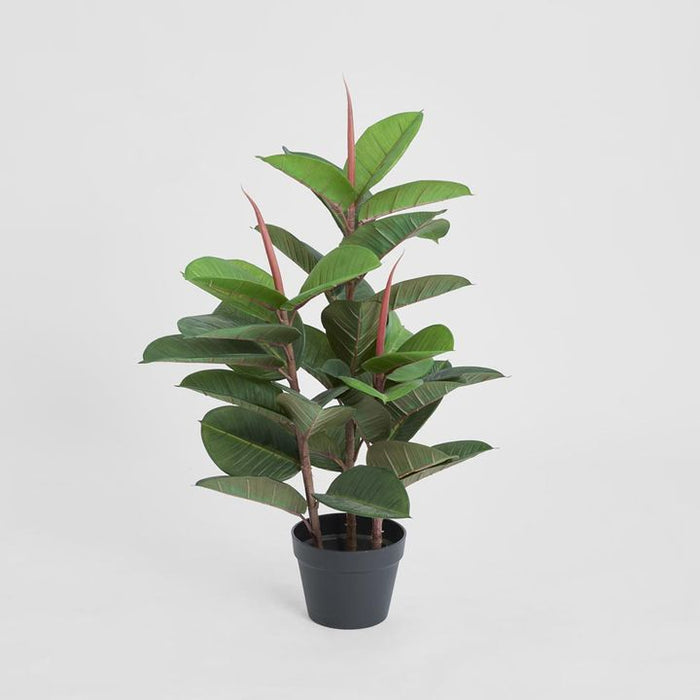 Rubber Tree in Pot 80cm