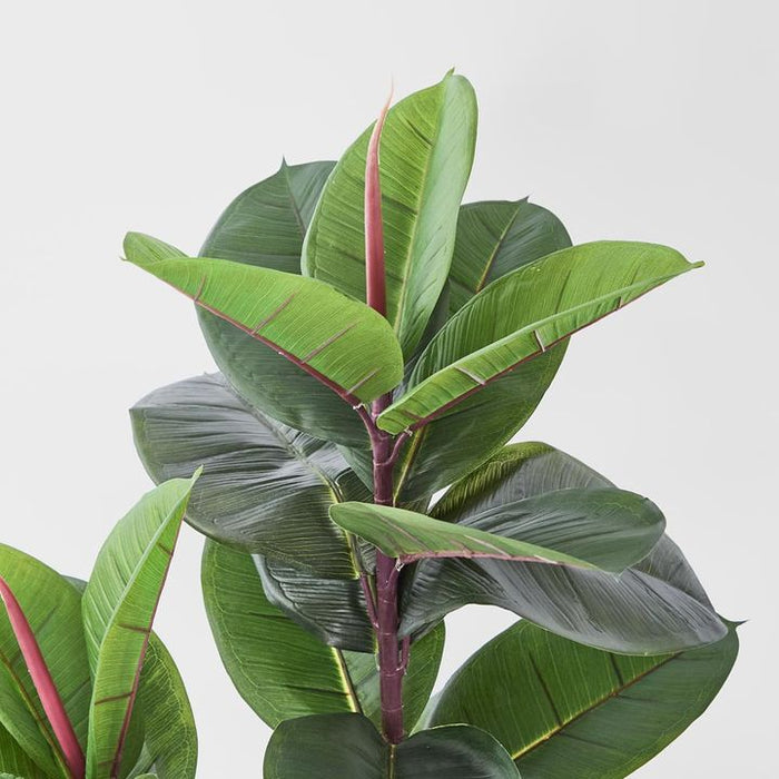 Rubber Tree 130cm