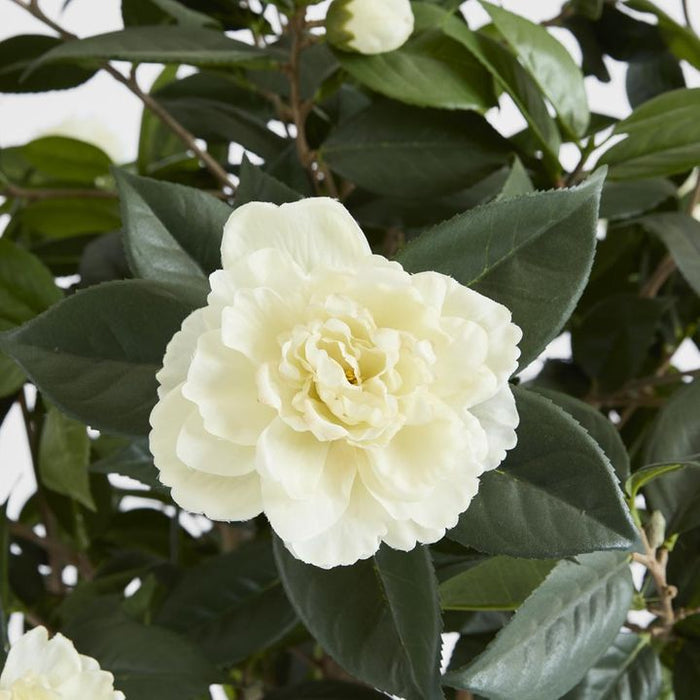 Camellia Japonica Tree White 160cm