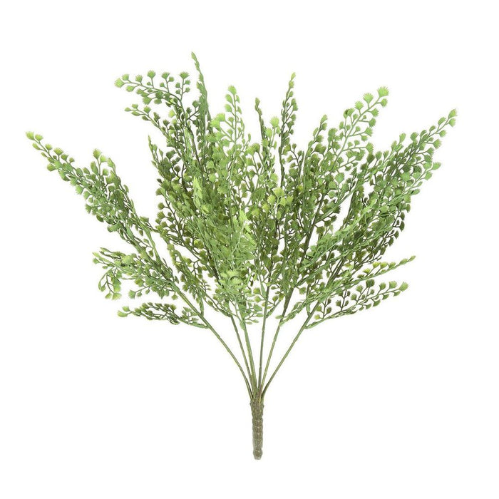 Fern Maiden Hair Pack of 12