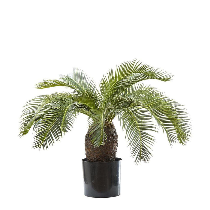 Cycad Palm Green Tree 65cm