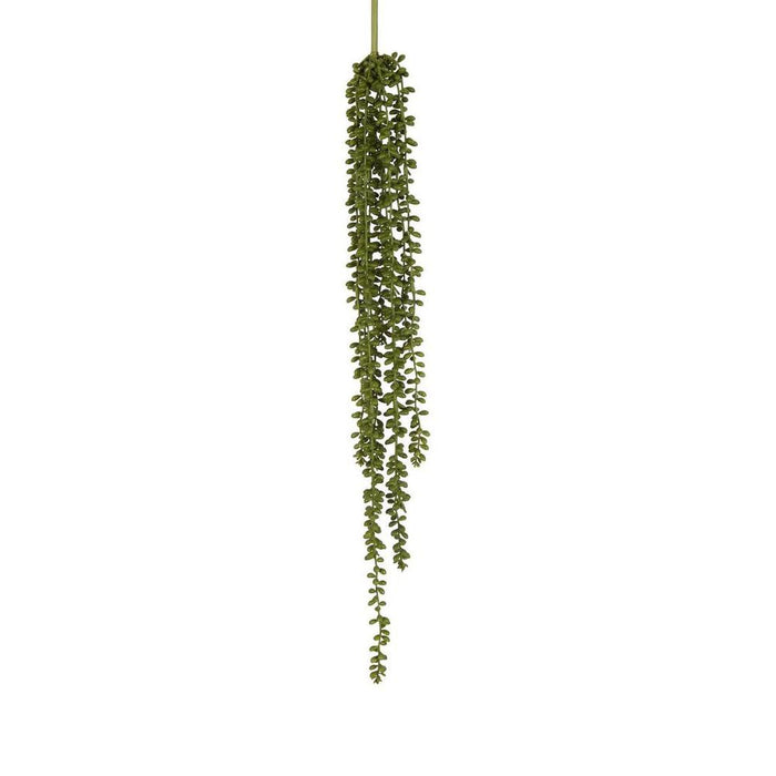 String of Pearl Stem Pack of 12