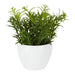 Sedum In Melamine Pot 20cm Green - Pack of 12