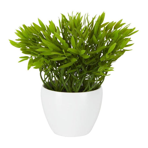 Pepper Plant Sarmentosum In Melamine Pot 22cm Green - Pack of 12