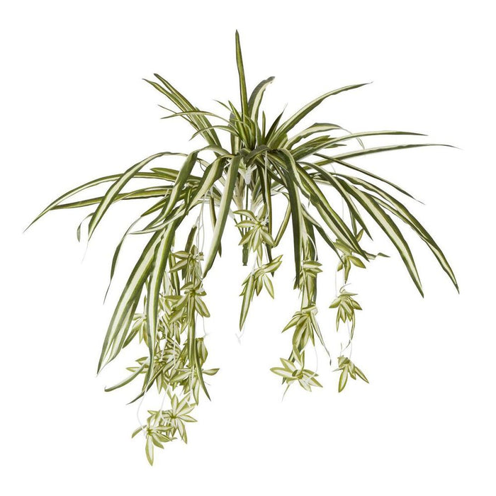 Spider Bush 5 Heads Pack of 12