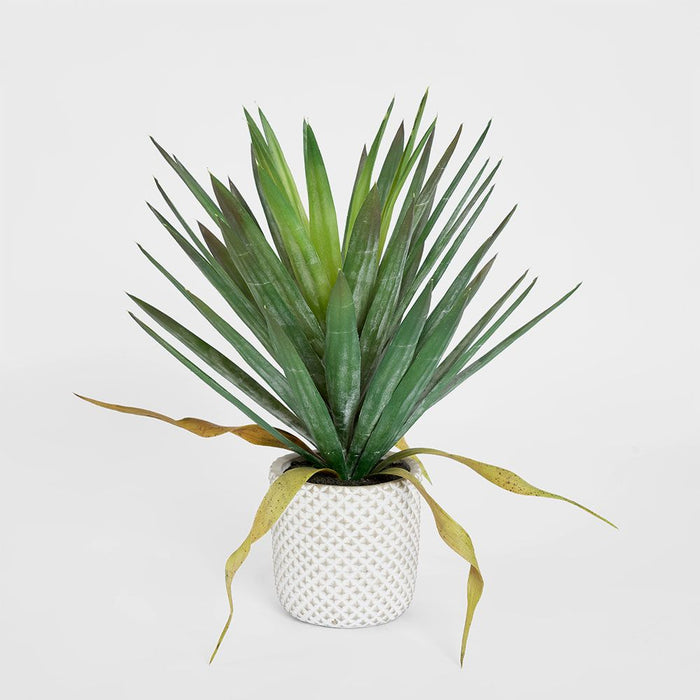 Yucca Gloriosa In Cement Pot 48cm