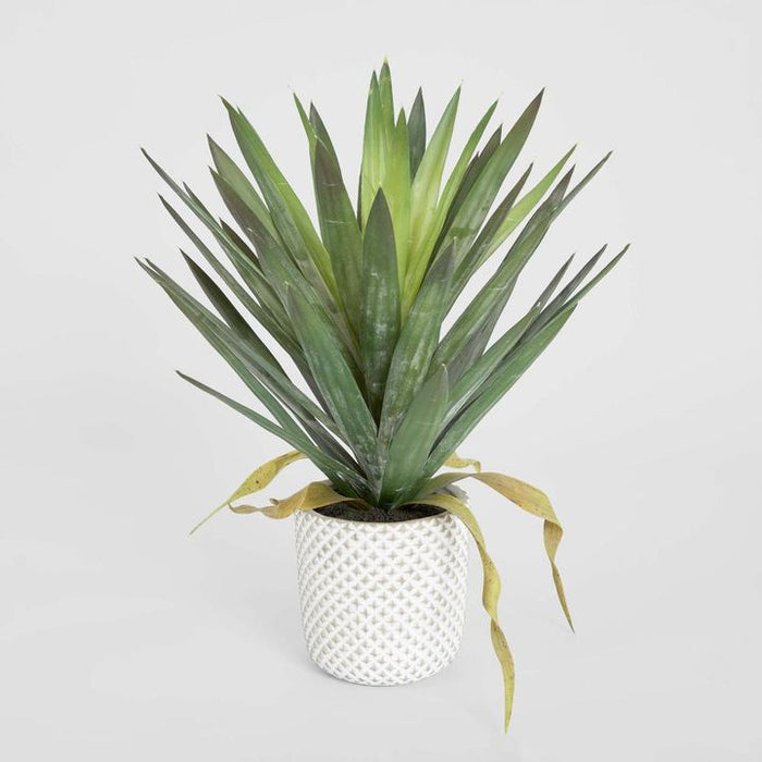 Yucca Gloriosa In Cement Pot 48cm