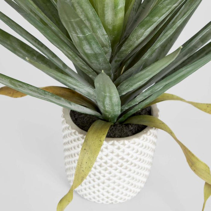 Yucca Gloriosa In Cement Pot 48cm