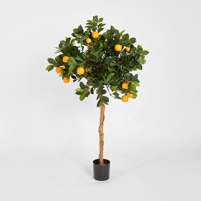 Golden Orange Tree 120cm