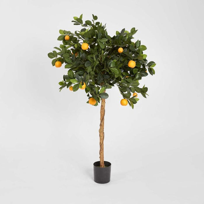 Golden Orange Tree 120cm