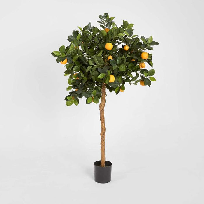 Golden Orange Tree 120cm