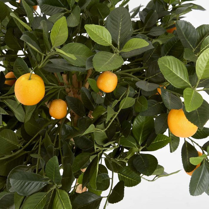 Golden Orange Tree 120cm