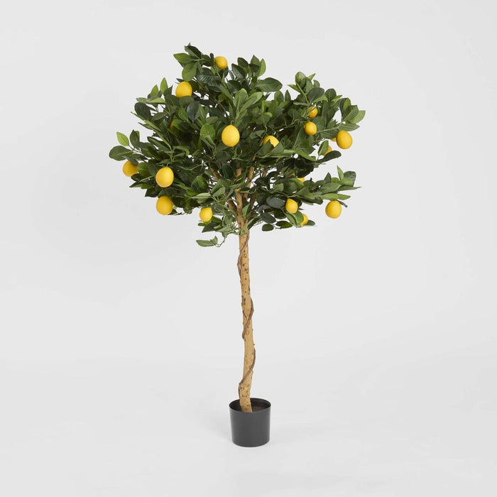 Golden Lemon Tree 90cm