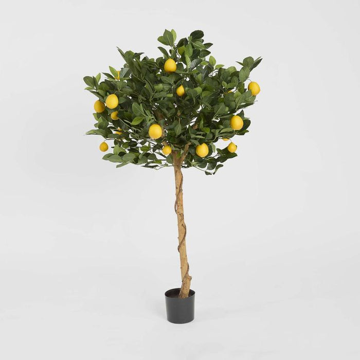 Golden Lemon Tree 90cm