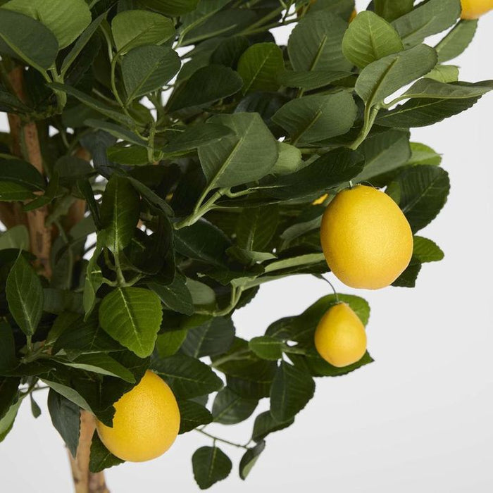 Golden Lemon Tree 90cm