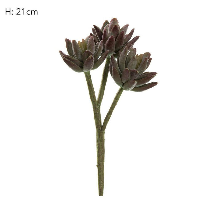 Agave Stem Burgundy 20cm Pack of 12