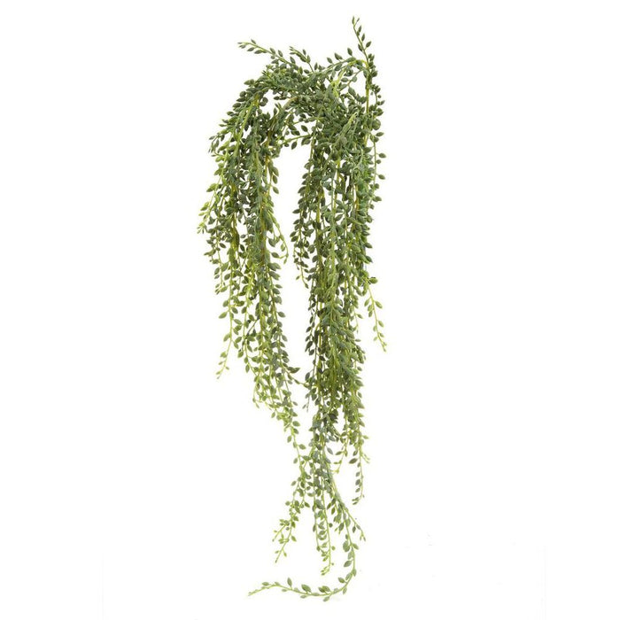 Senecio Succulent Hanging 90cm Pack of 6