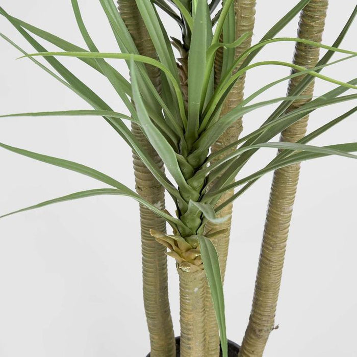 Yucca Tree Green in Black Pot 180cm