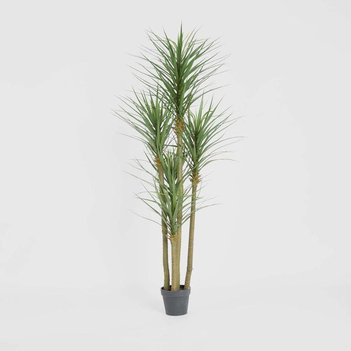 Yucca Tree Green in Black Pot 180cm