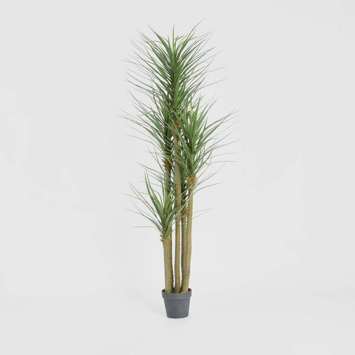 Yucca Tree Green in Black Pot 180cm
