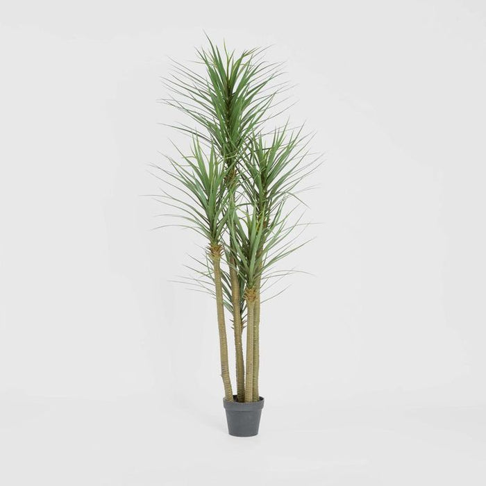 Yucca Tree Green in Black Pot 180cm