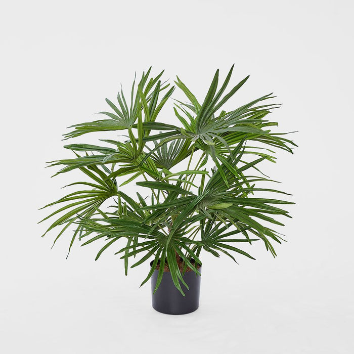 Baby Fan Palm Potted Bush with 17 Leaves 45cm