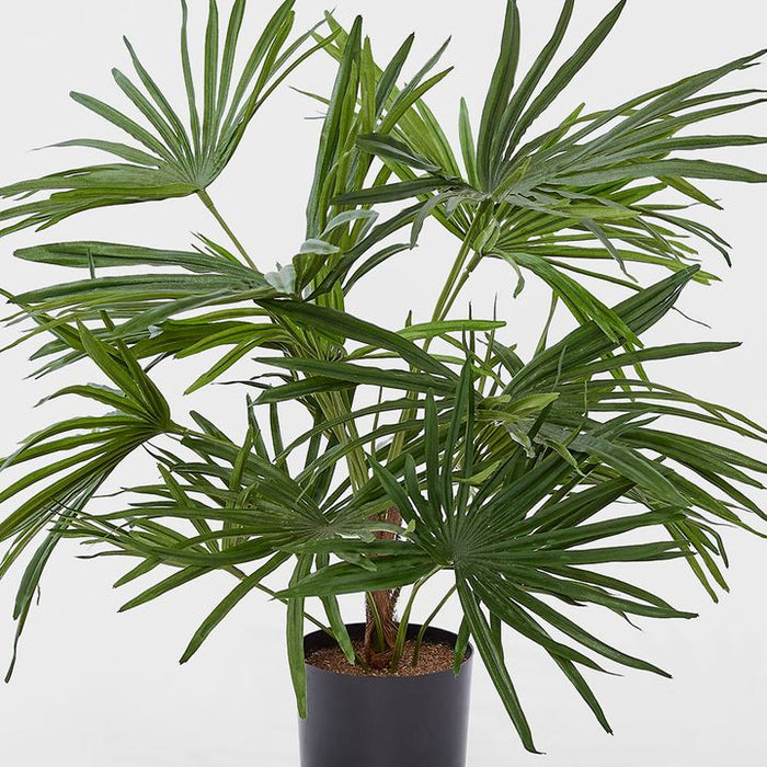 Baby Fan Palm Potted Bush with 17 Leaves 45cm