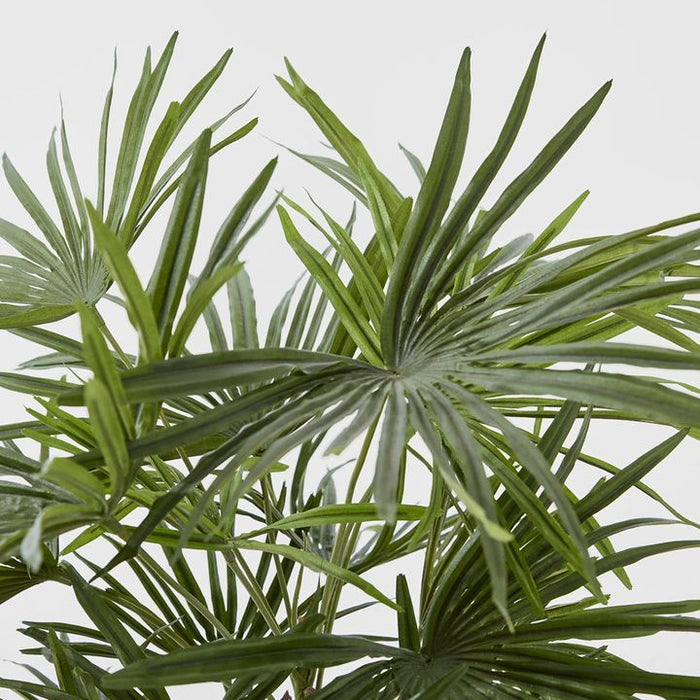 Baby Fan Palm Potted Bush with 17 Leaves 45cm