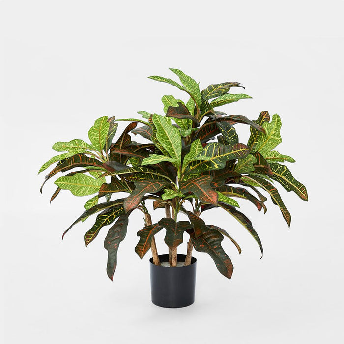 Croton Green Tree In Black Pot 63cm