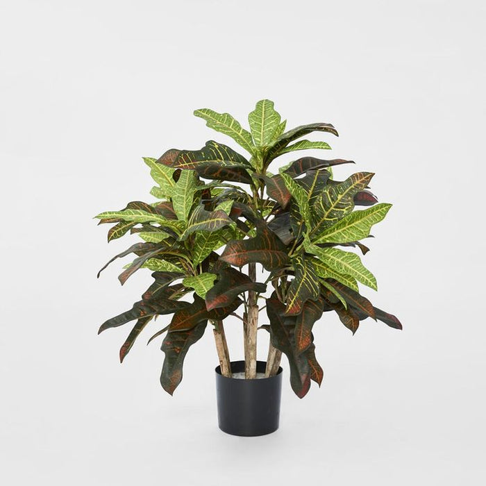 Croton Green Tree In Black Pot 63cm