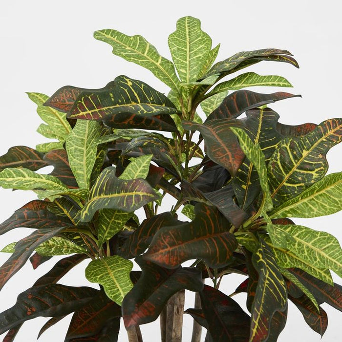 Croton Green Tree In Black Pot 63cm