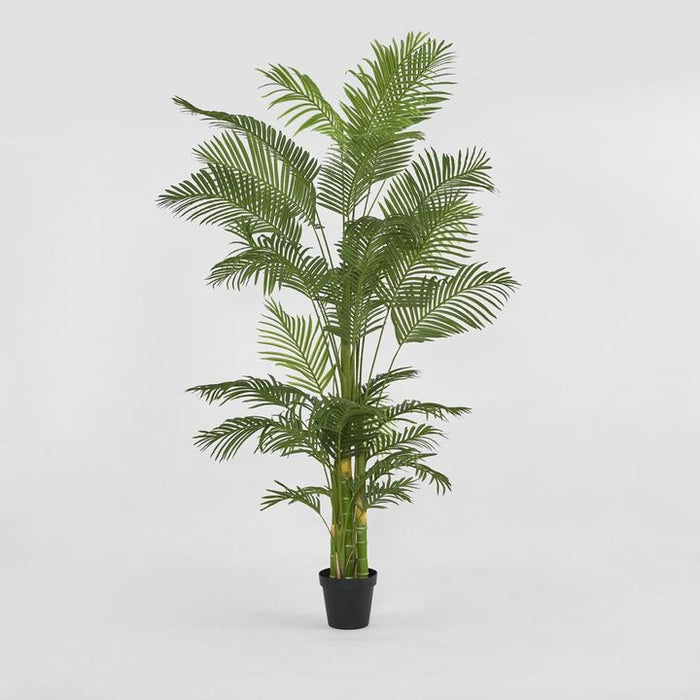 Real Touch Green Palm Tree In Black Pot 210cm