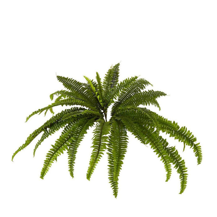 Boston Fern Bush Medium 104cm Pack of 4
