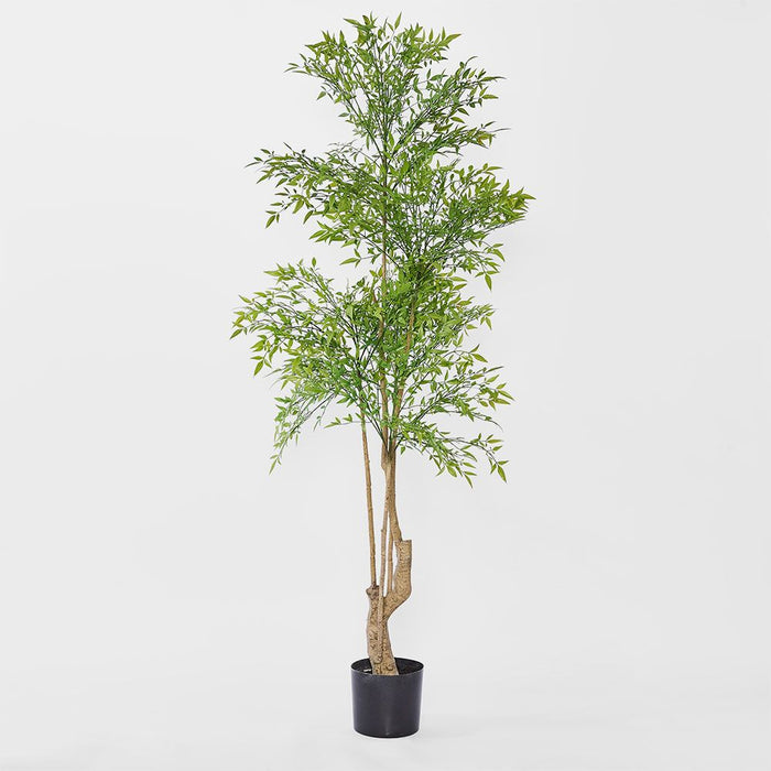 Nandina Green Tree 180cm