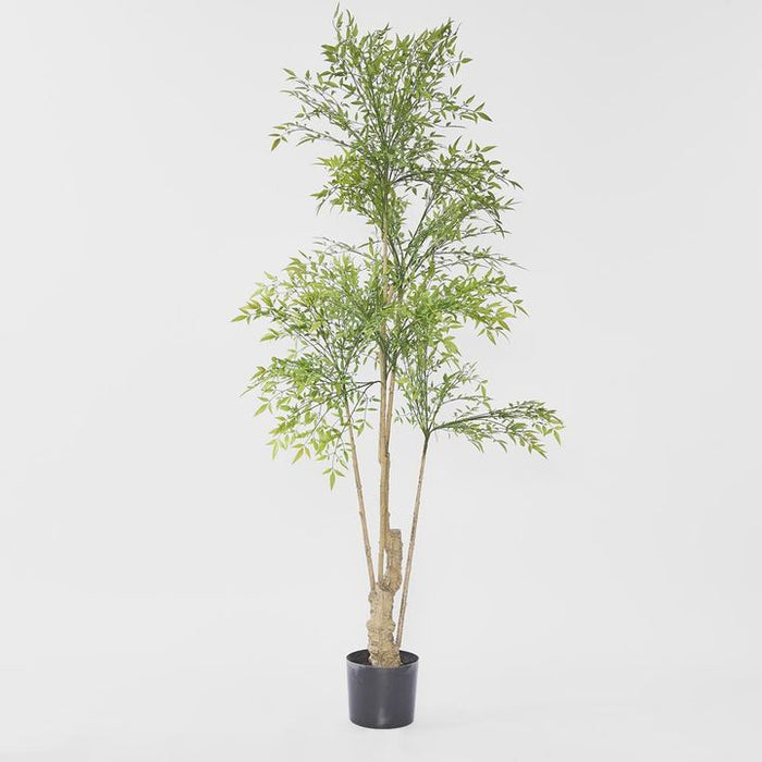 Nandina Green Tree 180cm