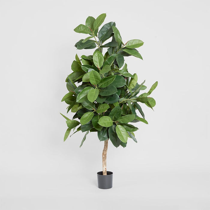 Rubber Plant Tree 170cm