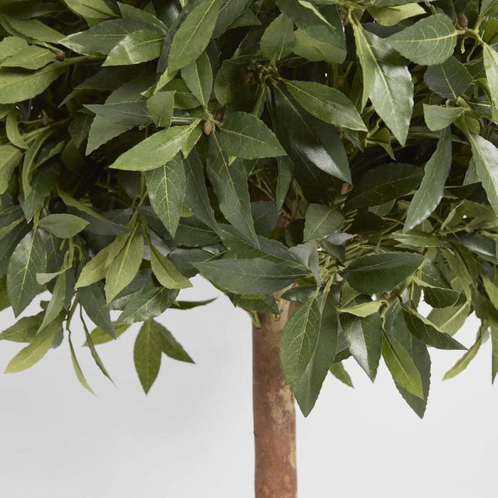 Laurel Ball Topiary Tree 110cm