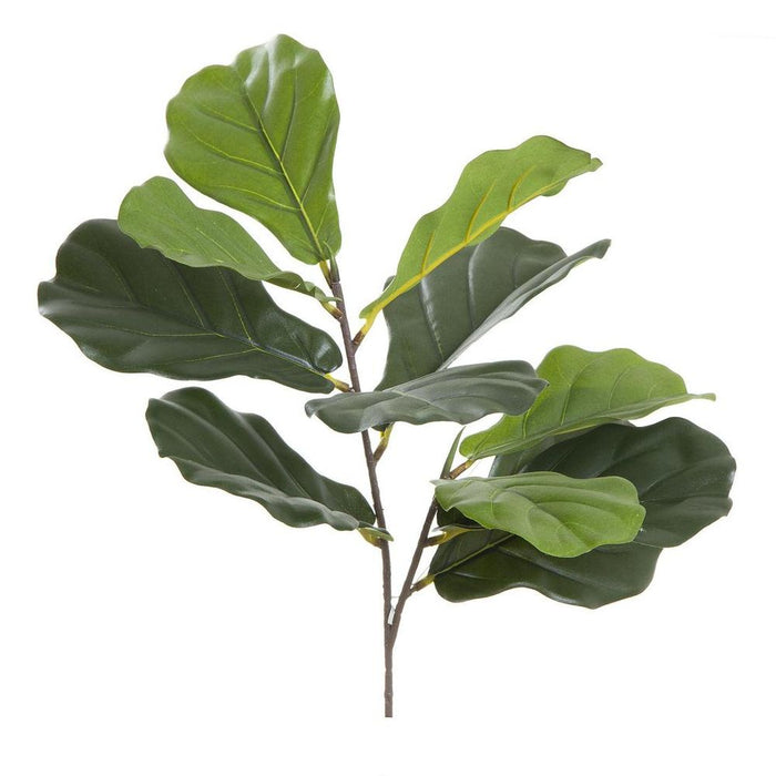 Fiddle Leaf 64cm Pack of 12